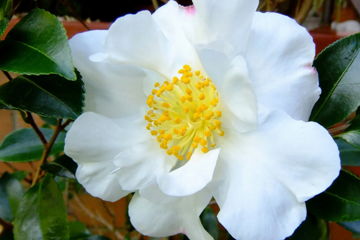 Pink n Yellow Camellia Sasanqua Cuttings (Shishi Gashira) - 4x 5”+ Starter Cuttings, Evergreen Shrub