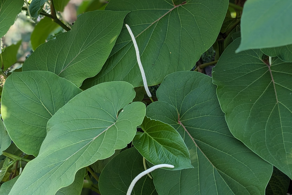 Piper auritum Root Beer Plant (Hoja Santa) Starter Plants - 2 Live Plants