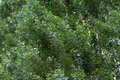 Lombardy Poplar Live Cuttings (2) | Fast-Growing Privacy Trees