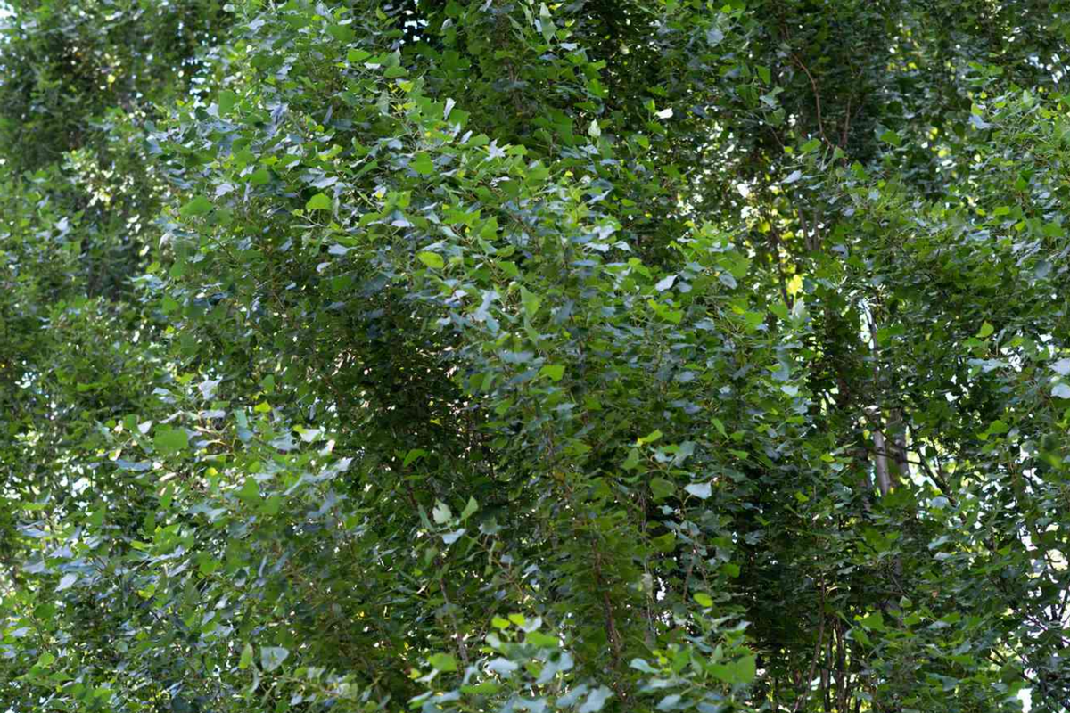 Lombardy Poplar Live Cuttings (2) | Fast-Growing Privacy Trees