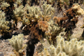 Cylindropuntia Bigelovii Teddy Bear Cholla Cactus Cutting Segment (3-5"), Starter Plant