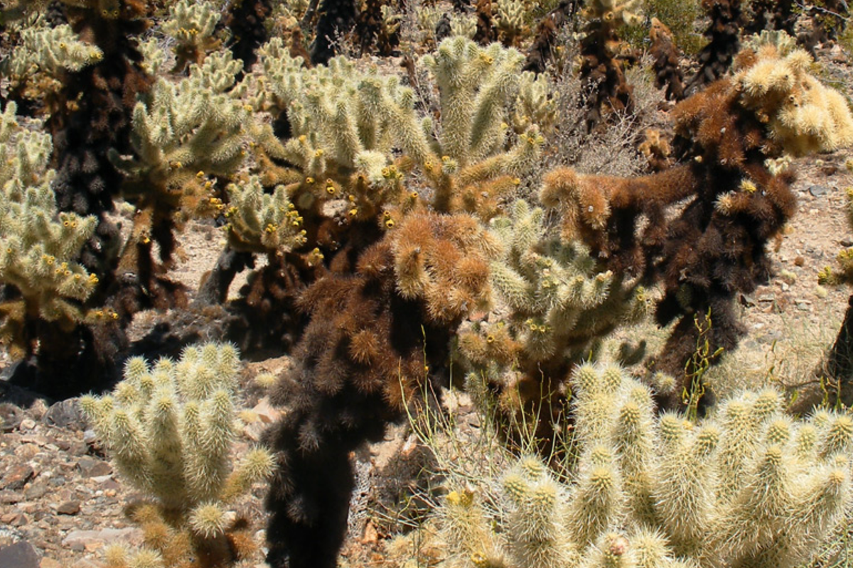 Cylindropuntia Bigelovii Teddy Bear Cholla Cactus Cutting Segment (3-5"), Starter Plant