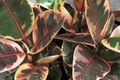 Ruby Rubber Plant Ficus elastica 'Ruby' - 3 Fresh 12" Cuttings Starter Plant
