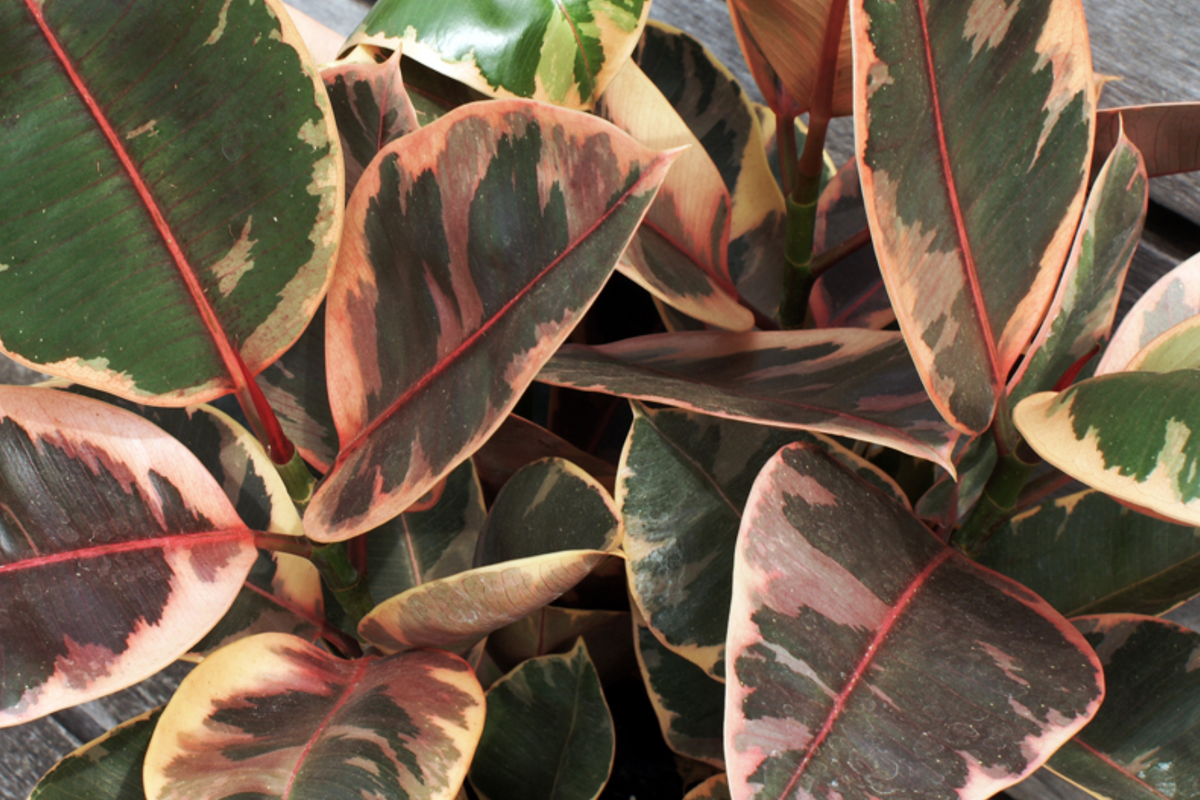 Ruby Rubber Plant Ficus elastica 'Ruby' - 3 Fresh 12" Cuttings Starter Plant