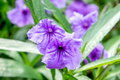Mexican Petunia Cuttings (10) | Ruellia simplex Starter Plant – Purple, Hardy Perennial