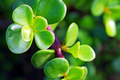 Elephant Bush Portulacaria Afra Cuttings (11 x 7-12") - Dwarf Jade Succulent, Green Leaves & Red Stems