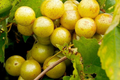 Carlos Bronze Muscadine Grape | 4-8" Live TC Plant | Self-Fertile & Edible Vine
