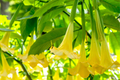 Brugmansia Angel Trumpet Cutting (4" Unrooted) - Yellow Flowers, Tropical, Fast-Growing