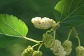 White Mulberry Morus Alba Cuttings (10x) 6-8" – Starter Plant, Easy to Root, Cold Hardy