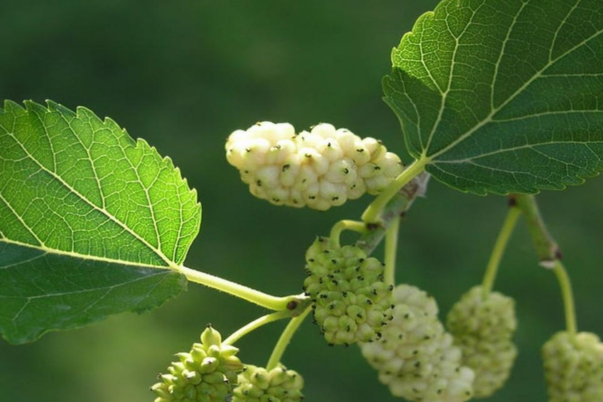 White Mulberry Morus Alba Cuttings (10x) 6-8" – Starter Plant, Easy to Root, Cold Hardy