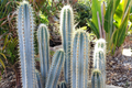 Pilosocereus Azureus Blue Torch Cactus 4" Live Cutting - Rare Night-Blooming Bare-Root