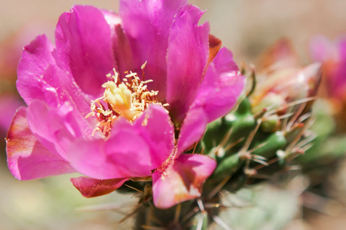 Cylindropuntia spinosior Cane Cholla Rooted Cutting - Drought-Tolerant Cactus