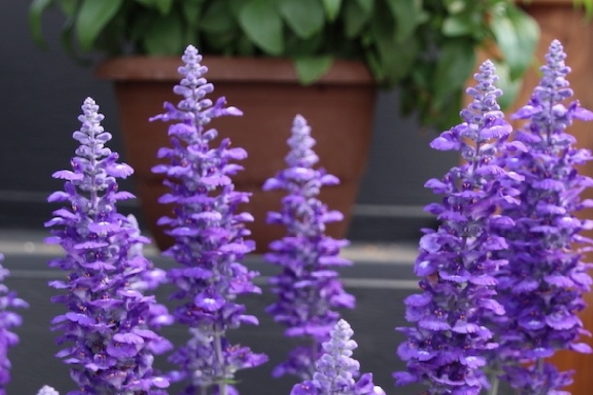 Salvia Sallyfun Blue Lagoon Live Plants - 45 Starter Vegetative Cuttings, Hardy Perennial