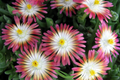 Jewel of Desert Ruby Ice Plant Delosperma Cooperi - 12 Fresh Cuttings
