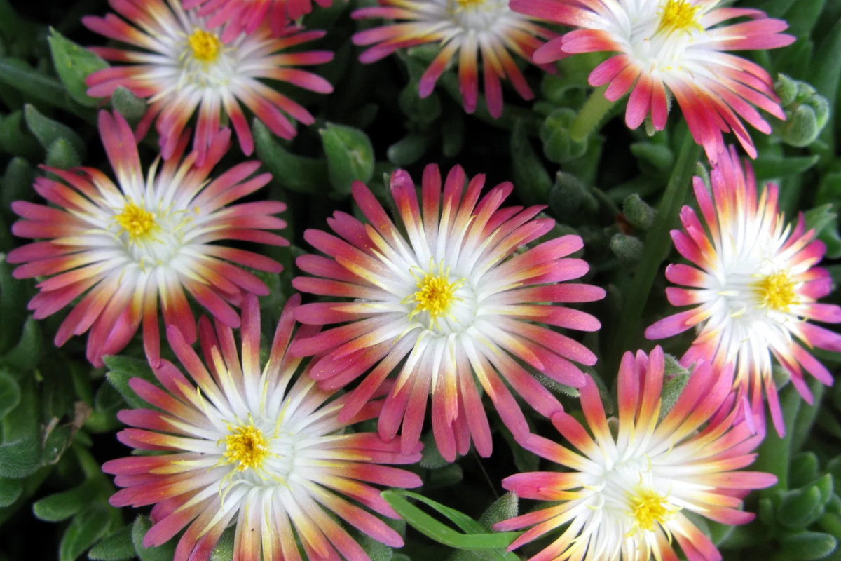 Jewel of Desert Ruby Ice Plant Delosperma Cooperi - 12 Fresh Cuttings