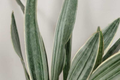 Sansevieria Sayuri Snake Plant Cutting (10-12") - Starter Plant