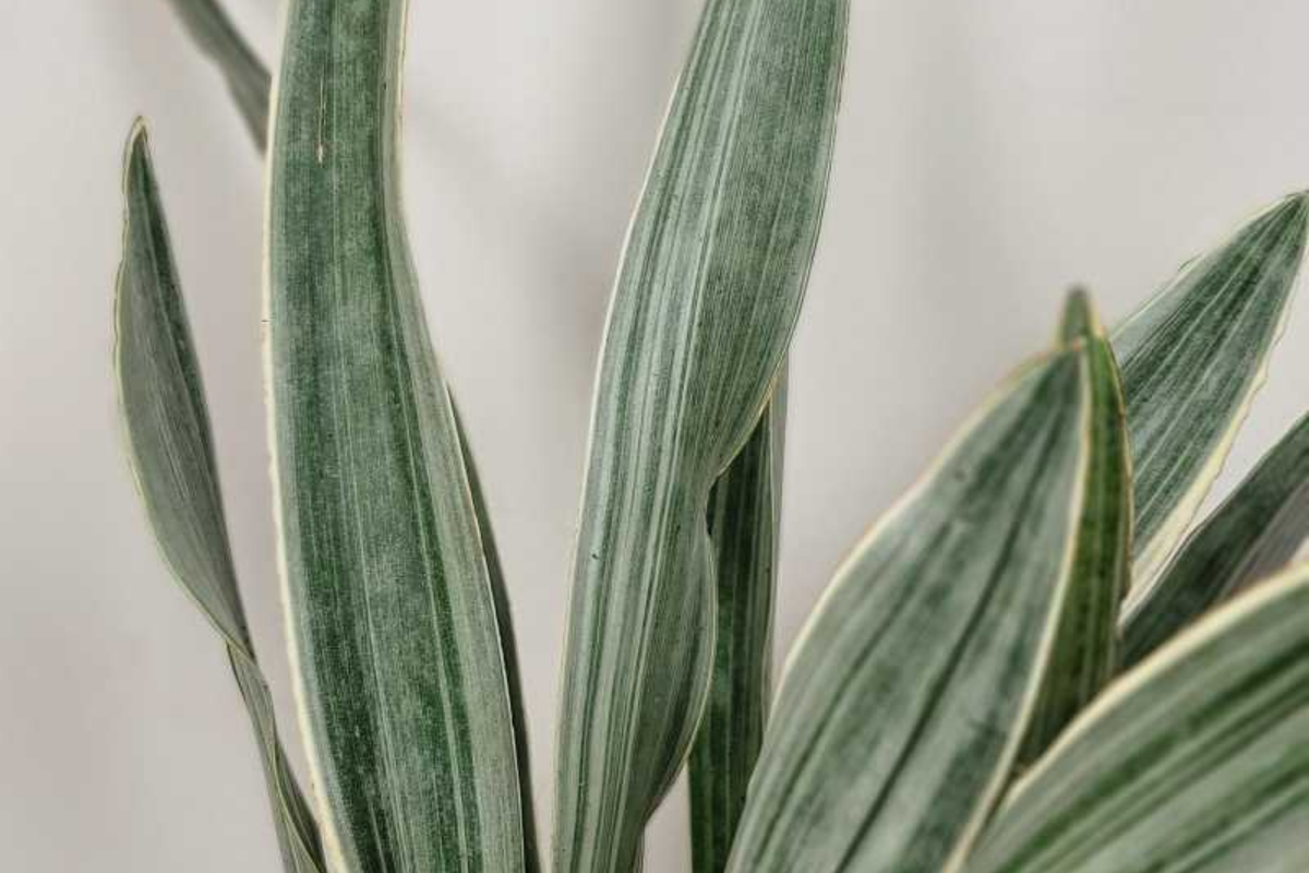 Sansevieria Sayuri Snake Plant Cutting (10-12") - Starter Plant