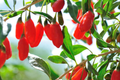 Goji Berry Plants with Bare Roots + Live Cuttings | Lycium barbarum Starter Plants