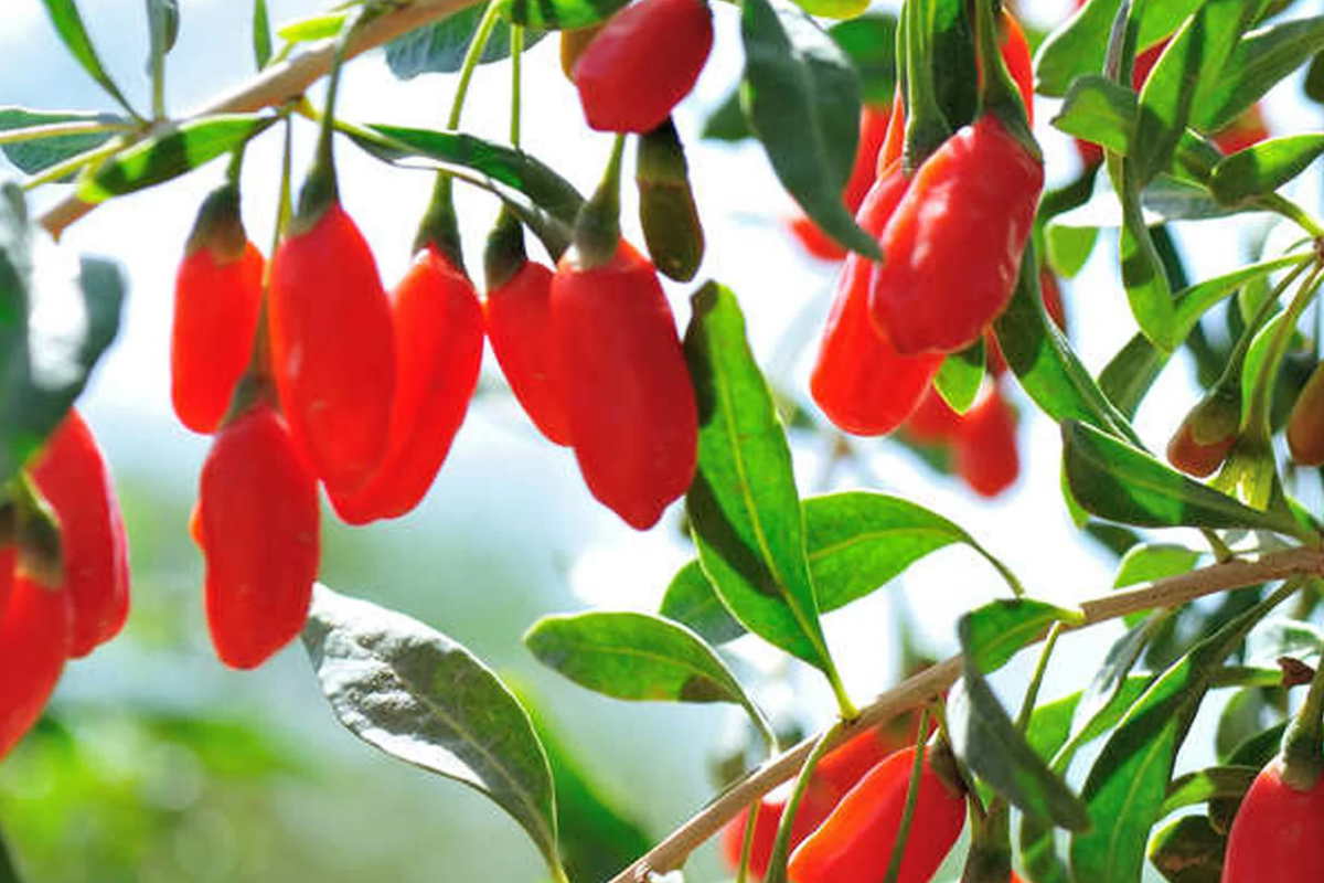 Goji Berry Plants with Bare Roots + Live Cuttings | Lycium barbarum Starter Plants