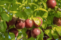 Burbank Plum Scion Cuttings (6 pcs) 6-10" for Grafting & Rooting