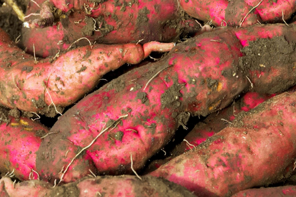 White Sweet Potato Starter Plants (3 rooted in pots) - Ipomoea batatas
