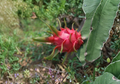 Dragon Fruit Cuttings Red Flesh (Hylocereus undatus) - 2 Unrooted Cuttings ~8" Each