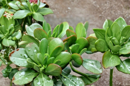 Crassula Ovata Jade Plant Cuttings - 3 Live Unrooted 4-Inch Jade Succulent Cuttings