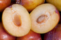 Grenade Pluot Scions for Grafting - Plum x Apricot Hybrid, 2-5" with 3-5 Buds