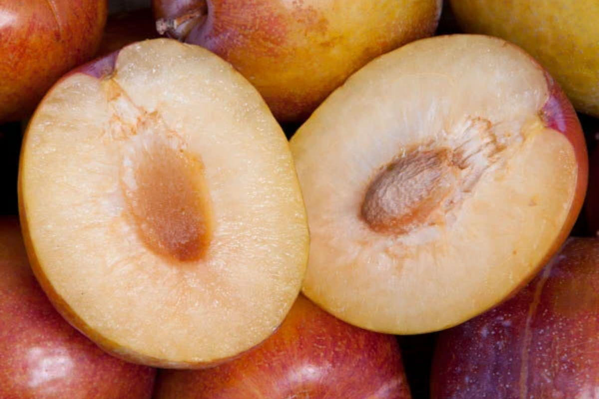 Grenade Pluot Scions for Grafting - Plum x Apricot Hybrid, 2-5" with 3-5 Buds