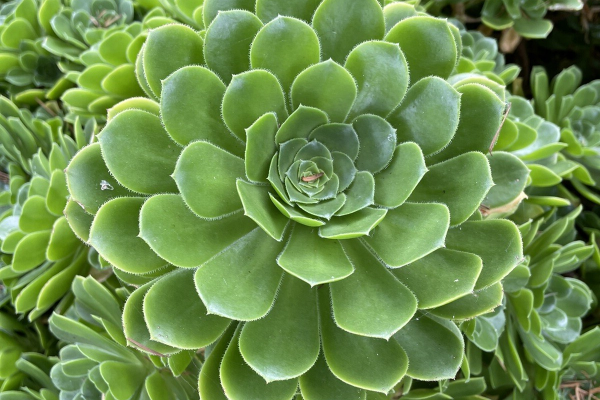 Aeonium Green Rose Cutting - 3" Unrooted Succulent Head for Propagation