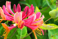 Honeysuckle Plant Cuttings - 6 Unrooted, 6-8" Long, Fragrant Vine