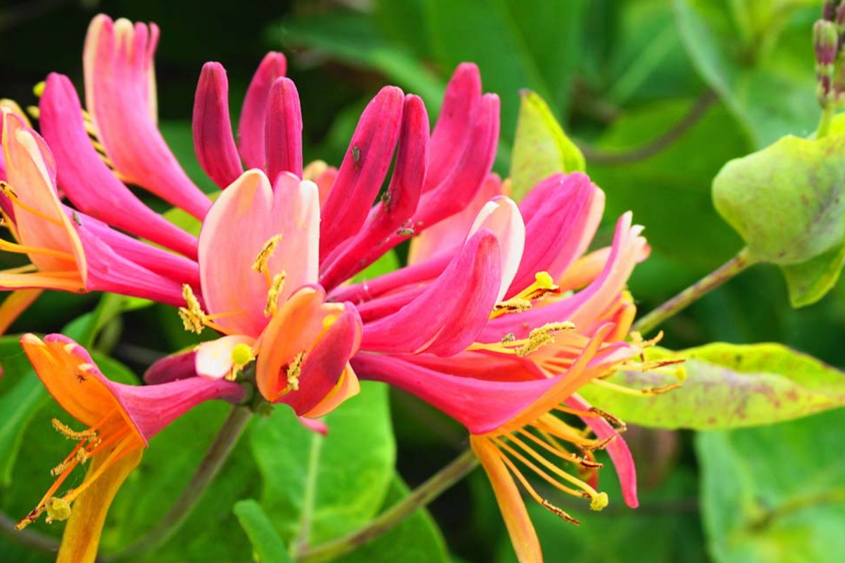 Honeysuckle Plant Cuttings - 6 Unrooted, 6-8" Long, Fragrant Vine