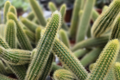 Gold Rat Tail Cactus (Cleistocactus winteri var. aureispinus) - 3 Live Unrooted Cuttings