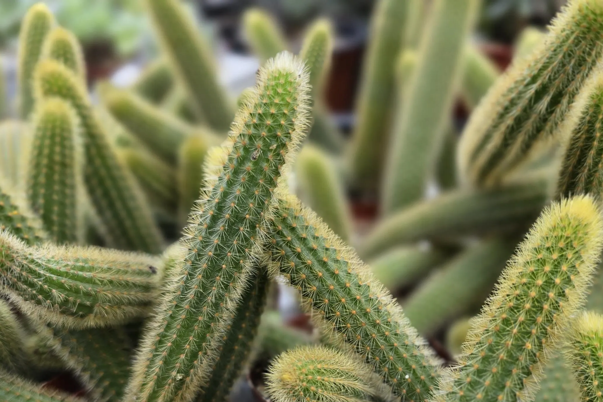 Gold Rat Tail Cactus (Cleistocactus winteri var. aureispinus) - 3 Live Unrooted Cuttings