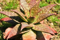 Aloe Maculata (Soap Aloe) - 6+" Fresh Rooted Live Succulent, Drought Resistant
