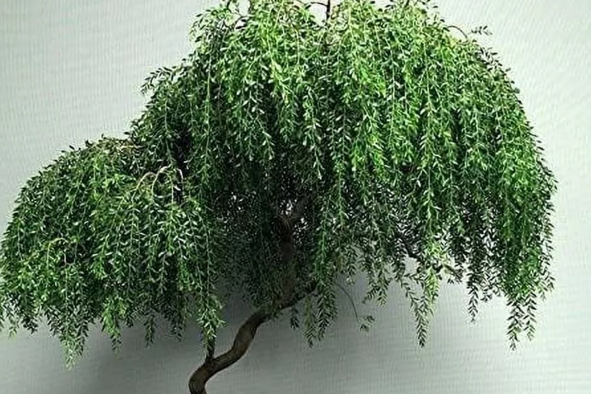 Globe Willow Bonsai Tree - Large Thick Trunk Cutting, Bare Root, Hardy Zones 3-10