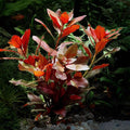 Ludwigia Repens Red Live Aquarium Plant - Bare Root Stem Bunch