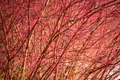 Bright Red Dogwood Cuttings (Cornus sericea) — Unrooted Starter Plant for Privacy Hedges