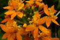 5 Rooted Cuttings Epidendrum Radicans Ground Orchid | Fire Star Orchid - Fast-Growing & Hardy