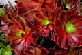 Aeonium Velour Cutting - 3" Head Diameter | Fresh Succulent Cutting for Propagation