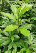 Insulin Plant Costus igneus - 3"-5" Bare Root Live Plant