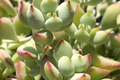 Cotyledon Pendens Succulent Cuttings (4 Unrooted, 3-4") – Starter Plant
