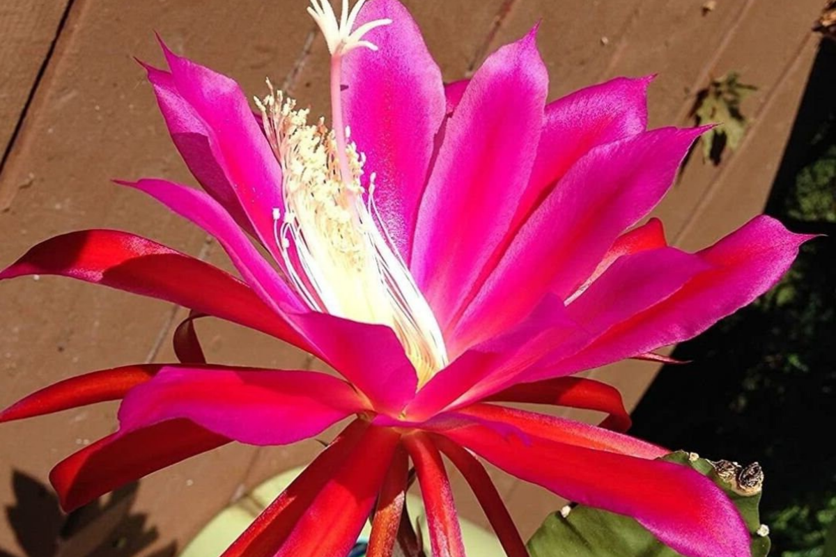 Two Rosy Swirl Orchid Cactus Cuttings (Epiphyllum) - Unrooted, Easy to Root