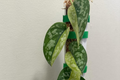 Scindapsus Maharlika Variegated Unrooted Cutting - 1 Node 1 Leaf