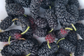 Shangri-La Mulberry Cuttings (12) for Rooting or Grafting - 6-8" Long, 1/4-1/2" Dia