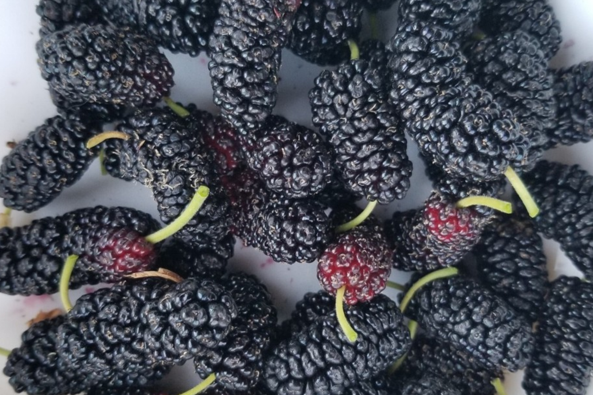 Shangri-La Mulberry Cuttings (12) for Rooting or Grafting - 6-8" Long, 1/4-1/2" Dia