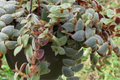 Teddy Bear Plant Cuttings - 4+ Unrooted for Propagation | Indoor Starter Kit