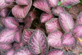 Pink Fitonia Cutting in Propagation Cup – sealed with Sphagnum Moss