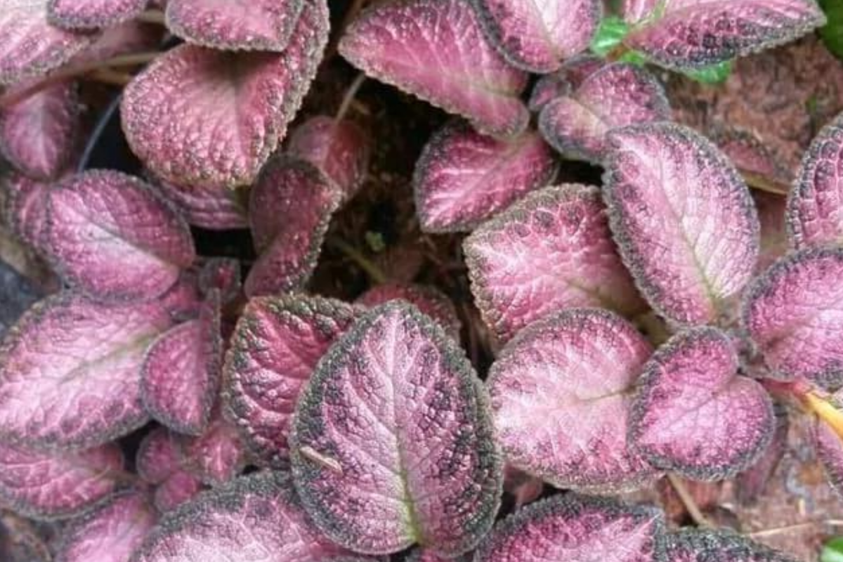 Pink Fitonia Cutting in Propagation Cup – sealed with Sphagnum Moss