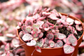 Variegated String of Hearts Cutting in Prop Cup | Ceropegia woodii – Easy to Grow